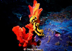 Nudibranch - love is in the air.  Taken at Puerto Galera,... by Diana Green 